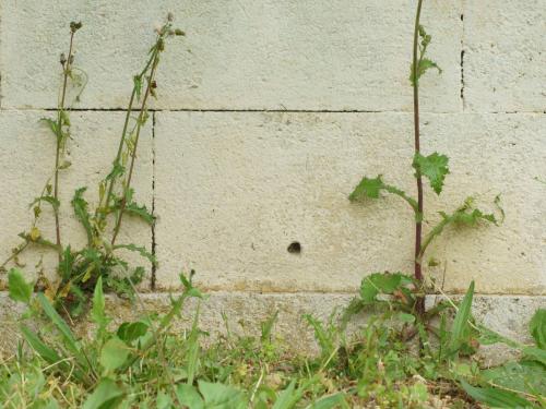 Tephritis formosa